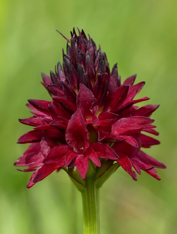 Nigritella cenisia e Nigritella rhellicani  Savoia francese   luglio 2023.